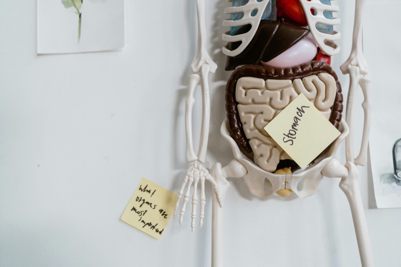 Anatomical illustration of the digestive system showing intestinal health and microbiome