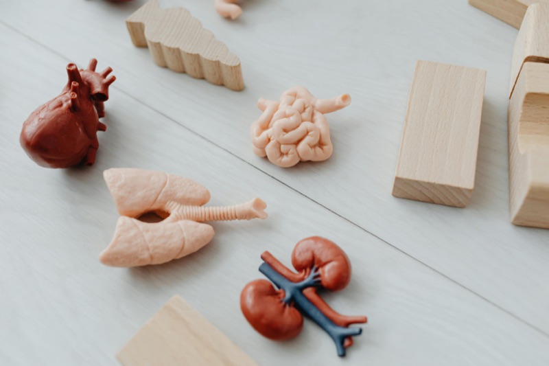 Intestinal anatomy and microbiome repair visualization