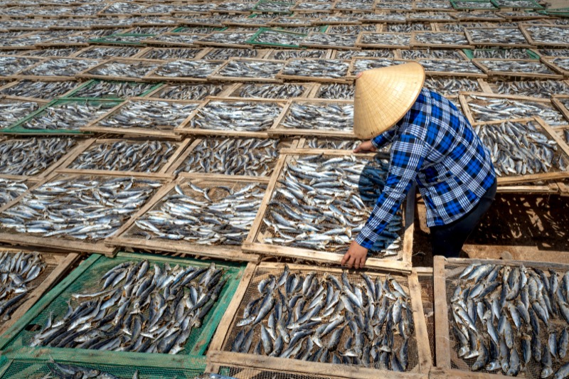 Fresh sardines rich in omega-3 and nutrients
